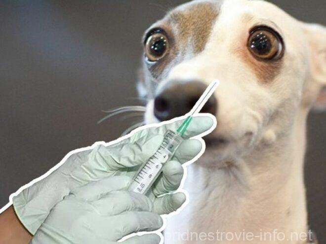 вакцинация животных